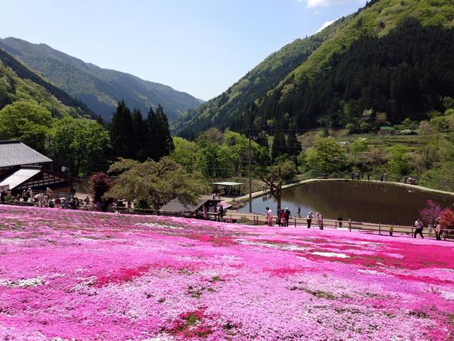 国田家の芝桜_国田家の芝桜