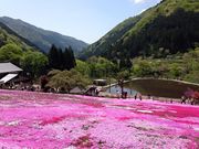 レムリアさんの国田家の芝桜の投稿写真1