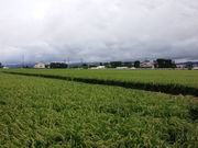 どせいさんさんの出雲平野の築地松の投稿写真1