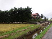 どせいさんさんの出雲平野の築地松の投稿写真2
