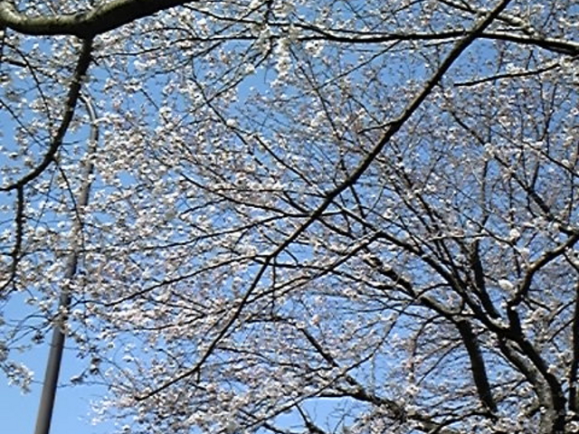 伊勢原市総合運動公園の坂道_伊勢原市総合運動公園