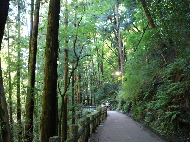 滝へと続く道_明治の森箕面国定公園(箕面の滝)