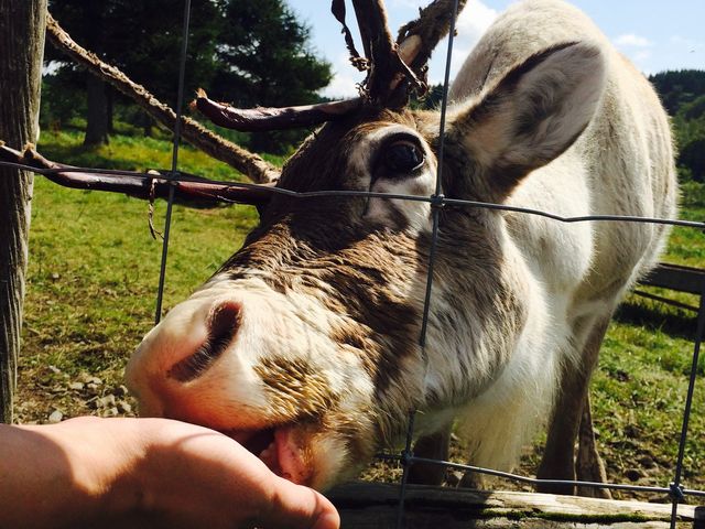 トナカイに餌あげました_幌延町トナカイ観光牧場