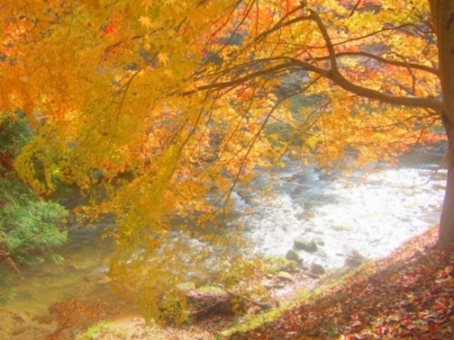 ハシルニャンコさんの中国自然歩道八重滝コースの投稿写真1