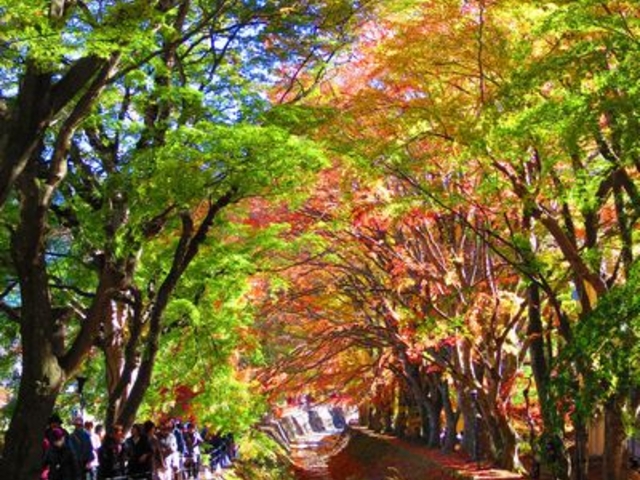 もみじ回廊_梨川