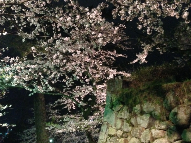松坂城跡(松阪公園)の桜