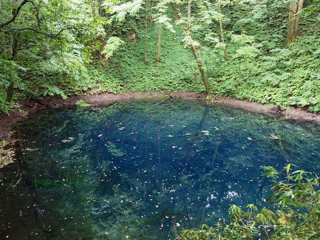 青池_白神山地のブナ林