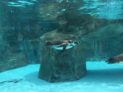 愛媛県立とべ動物園の写真1