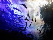 はるさんの北の大地の水族館の投稿写真1