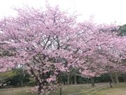 maruさんの青葉の森公園の投稿写真1