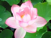 hasu6さんの千秋公園の投稿写真1