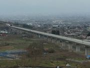 せなママさんの花鳥山一本杉の桜の投稿写真4