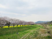 Todaysさんの都幾川桜堤の投稿写真1