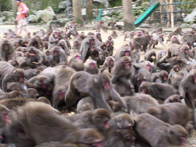 芋に群がっています_高崎山自然動物園