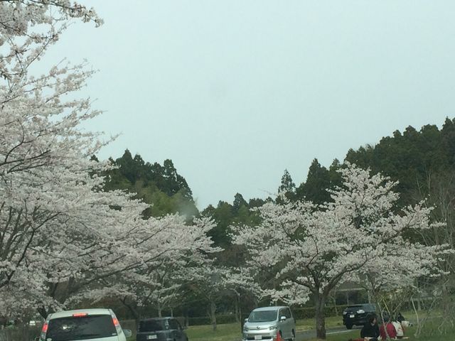 お花見時期で混雑_加瀬沼公園