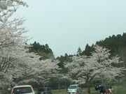 ねえさんさんの加瀬沼公園の投稿写真1