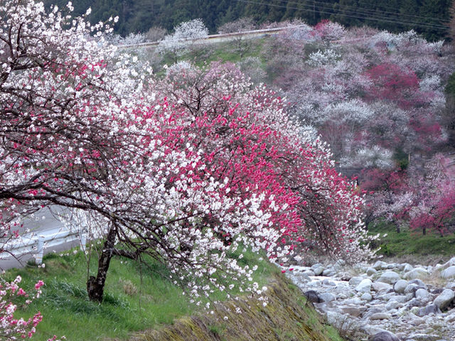 花桃_月川温泉の花桃(花桃の里)