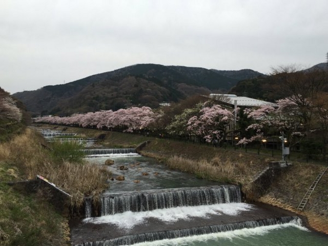 宮城野早川堤 桜並木