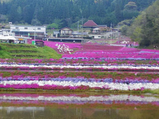 大道理芝桜