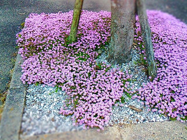 大道理芝桜