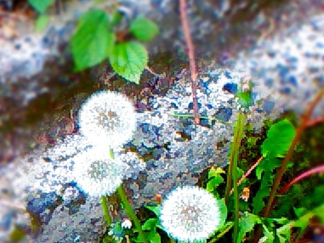 大道理芝桜