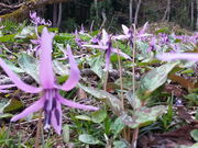 ゆーたんこくさんの坂戸山の投稿写真1