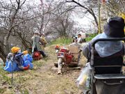 kameさんの紅枝垂地蔵ザクラの投稿写真1