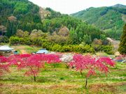 きのこさんの余里(より)の一里花桃の投稿写真1