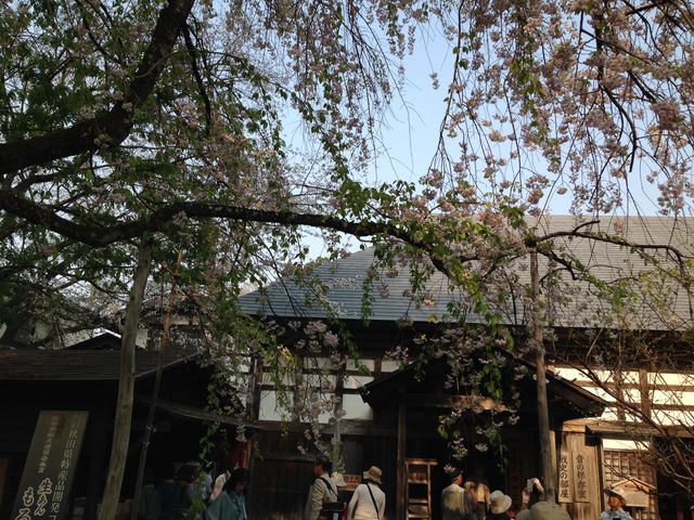 葉桜_角館武家屋敷通り