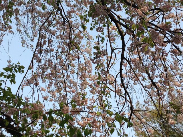葉桜_角館武家屋敷通り