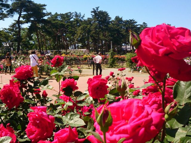 た〜くさんの薔薇_敷島公園ばら園