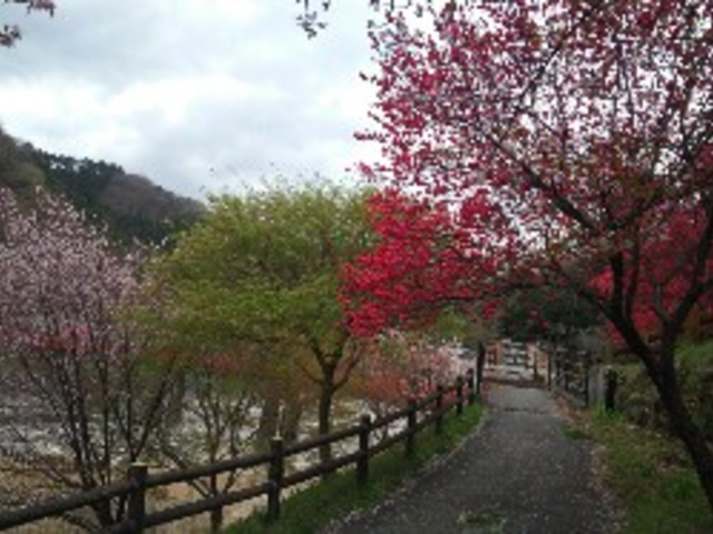 川沿いに散策できます_花桃発祥の地(はなもも街道)