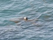 ロクナナさんの霧多布岬の投稿写真1