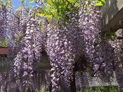 マロパパさんの百合が原公園の投稿写真1