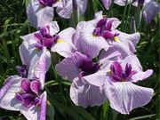 シトラさんの賀茂しょうぶ園の投稿写真1