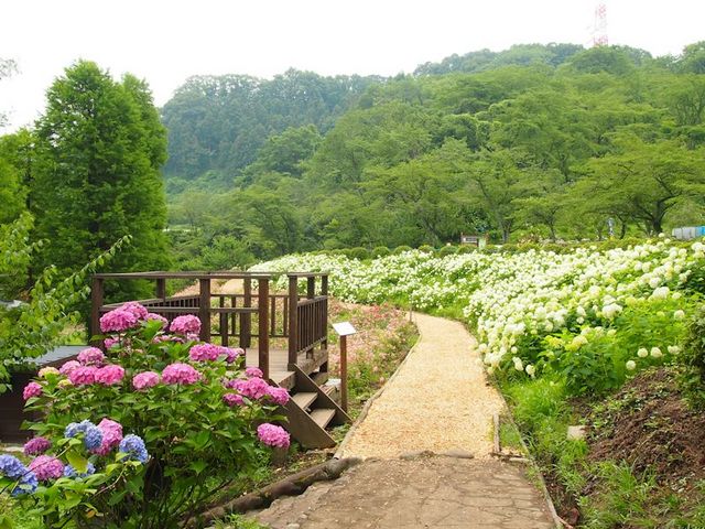 ふもとにあるアナベル園_わんダフルネイチャーヴィレッジ 「あじさい園」