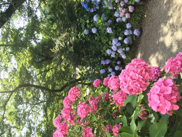 赤いあじさいです。赤いあじさいは珍しいそうです。_矢田寺のアジサイ