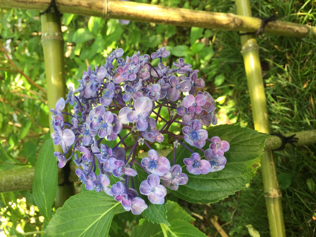 矢田寺のアジサイ