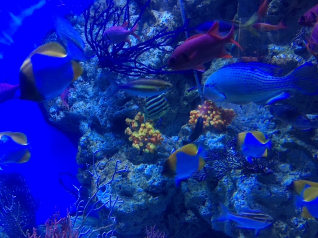 いおワールド かごしま水族館