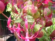 ココでもユキちゃん(・∀・)さんの百合が原公園の投稿写真1