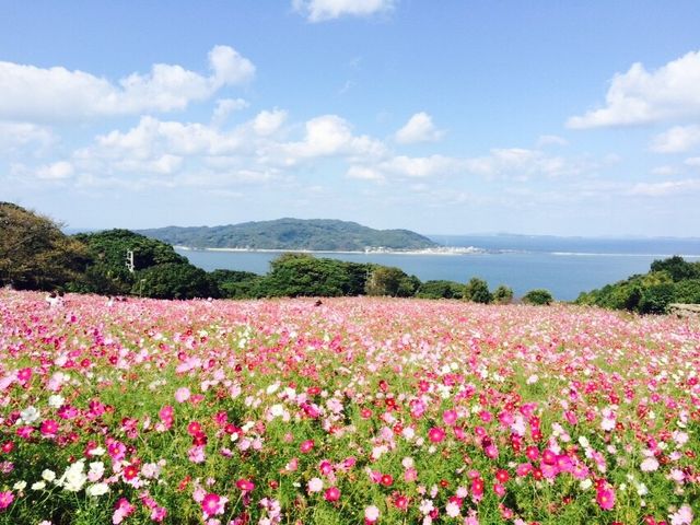 コスモスと海のコラボ!_アイランドパークのコスモス