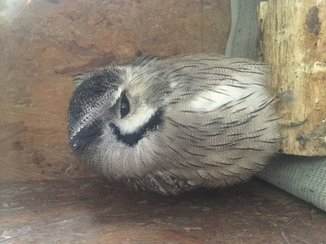 ミミズクも居ました_蒲郡オレンジパーク