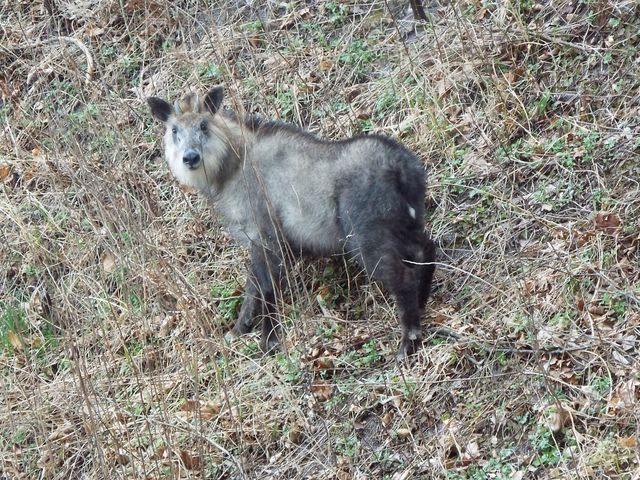 急勾配の崖で新芽を食べている時に、目が合ってしまいました。_赤谷湖