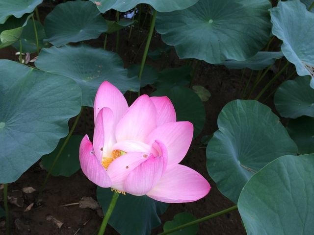 蓮の花_毛越寺浄土庭園