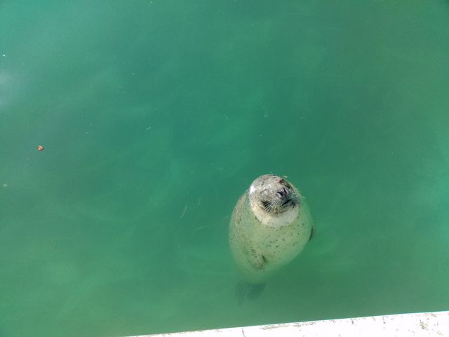 この後、オウオウと叫び出しました_オホーツクとっかりセンター