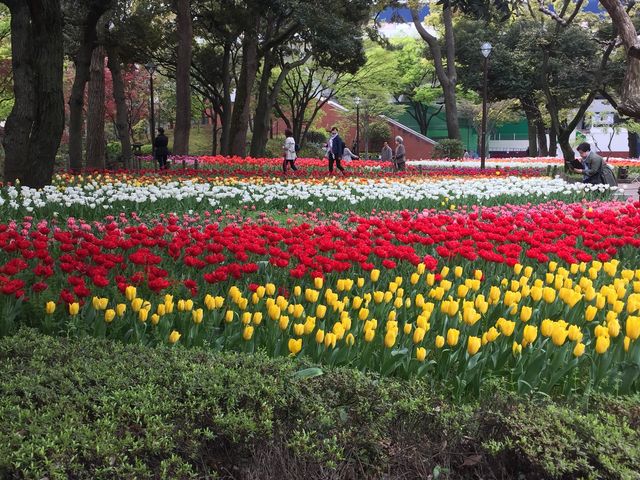 色とりどりのチューリップ_大通り公園