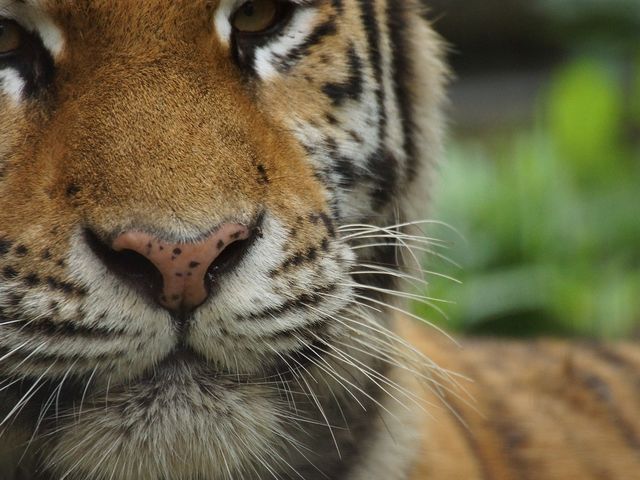 アムールトラ_旭山動物園