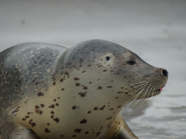 アザラシ_旭山動物園