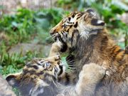 雷ちゃんさんの旭山動物園の投稿写真3