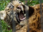 雷ちゃんさんの旭山動物園の投稿写真4